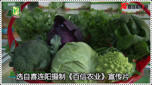 夷陵区百信农业