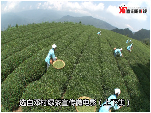 宜昌绿茶微电影