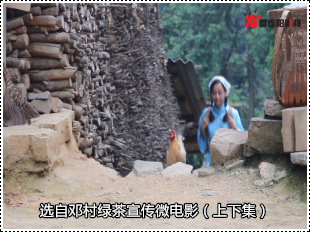宜昌绿茶微电影